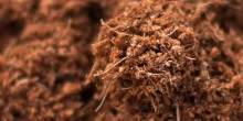 Coconut Coir